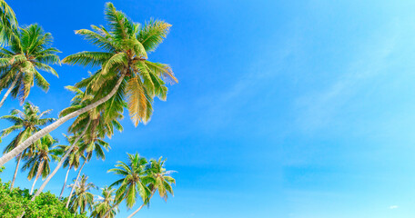 Palm tree on the sky