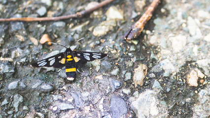 park rajapruek in chiang mai thailand botanical gardens buddist architecture insects tropical plants green 