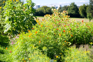 Beautiful flower field of farm at Swiss city of Zürich on a sunny late summer day. Photo taken August 31st, 2025, Zurich Schwamendingen, Switzerland.