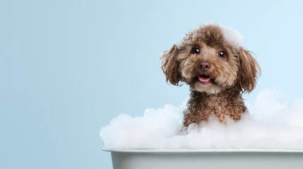 Wet poodle in a tub surrounded by fluffy soap bubbles on blue background