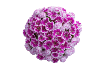 Close-up spherical cluster of vibrant pink and white flowers