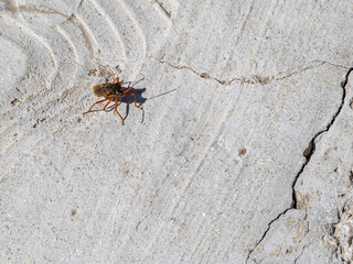 The western conifer seed bug Leptoglossus occidentalis