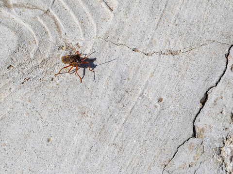 The western conifer seed bug Leptoglossus occidentalis
