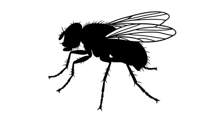 Detailed silhouette of a hairy fly with transparent wings on a white background