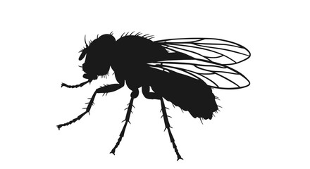 Detailed black silhouette of a common housefly with visible wings and legs against a white background