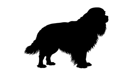 Silhouette of a fluffy longhaired dog standing alert with its head turned to the side on a white background