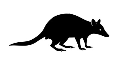 Silhouette of a black bilby marsupial animal with long ears and a pointed snout isolated on white