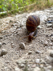 Detailed macro view of a garden snail with a brown striped shell, crawling along a dusty, earthy path in a natural outdoor setting