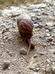 A majestic giant land snail with a beautifully patterned shell slowly traverses a textured dirt and gravel path, showcasing its determined journey in the natural world