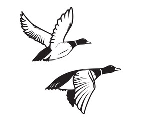 Obraz premium flying duck vector illustration, silhouette of flying duck graphic art