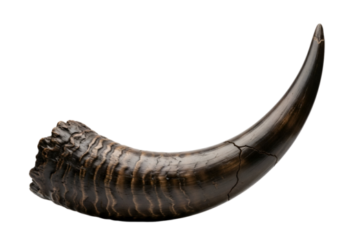 A meticulously detailed fossil horn, displaying intricate patterns and a noticeable crack, is showcased against a dark backdrop.