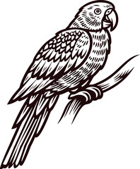 Fototapeta premium Hand drawn parrot perched on branch in vintage engraved isolated on white background illustration