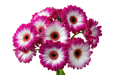Close-up of a vibrant bouquet of gerbera daisies. A cluster of flowers with petals of white and deep pink, centered with dark brown eyes. Flowers are in focus, against a pure black background