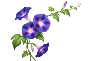 Vibrant purple and blue morning glory blossoms, detailed with water droplets, gracefully arranged against a striking black backdrop.