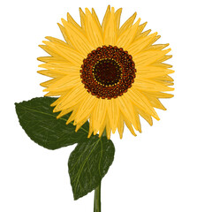 sunflower isolated on white background