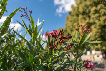 Pink oleander flowers open under a blue sky. The plant stands in the sunlight in front of trees.