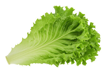 Isolated crisp green lettuce, fresh leaf for a healthy salad or vegetarian cuisine