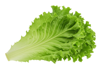 Isolated crisp green lettuce, fresh leaf for a healthy salad or vegetarian cuisine