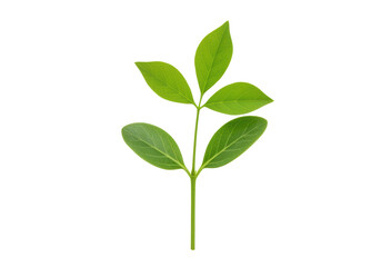 Isolated Green Plant Stem with Leaves against Backdrop for Botanical Illustrations