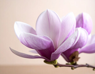 beautiful close-up photograph features two delicate purple magnolia flowers with soft, curving petals and prominent stamens. They are elegantly arranged on a dark branch against a serene light beige 