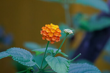 Close-up of a vibrant orange and yellow lantana flower with green leaves.