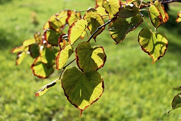green apple tree