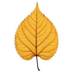 Detailed Yellow Leaf on Transparent Background with Intricate Veins