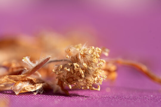 Close up macro shot of brown Beech tree mast dried flowers and husks on a bright purple background