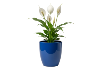 A peaceful plant with white blooms sits in a glossy, vibrant blue pot against a stark black backdrop.
