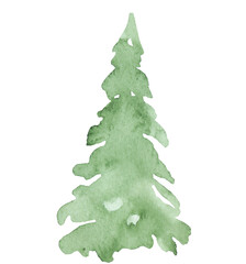 Hand drawn watercolor green spruce or pine tree, isolated illustration for winter wedding