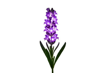 Obraz premium A vibrant purple flower cluster stands out against a stark black backdrop, illuminated with glowing centers.