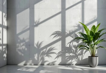 Potted Plant Casting Shadows with Window Light on Concrete Wall
