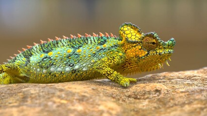 green lizard on a tree © А Васильев