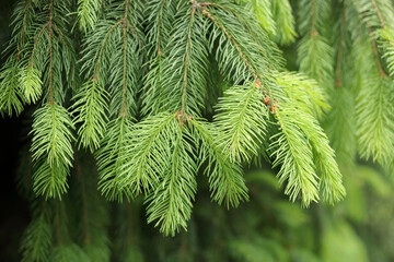 Detailed close-up of lush spruce needles on evergreen branches, vibrant forest setting, natural botanical texture, fresh outdoor concept, suitable for eco, holiday, and design projects.