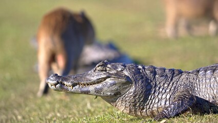 alligator in the everglades