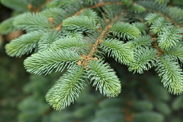 Close-up of green spruce needles on evergreen tree branches, natural forest background, fresh...