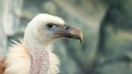 close up of a vulture