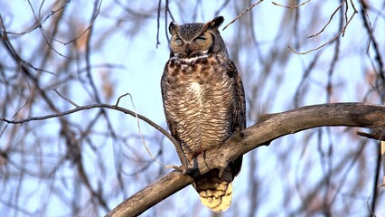 long eared owl