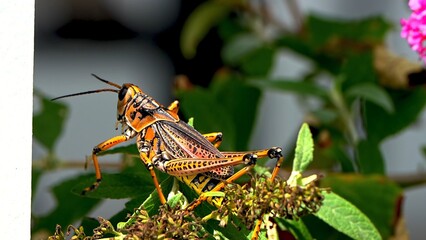 grasshopper on a flower