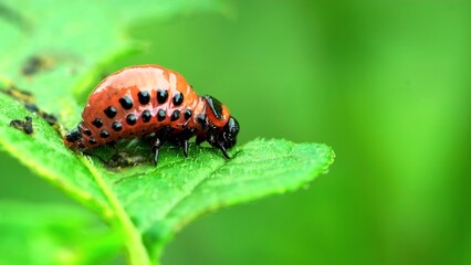 ladybird on leaf