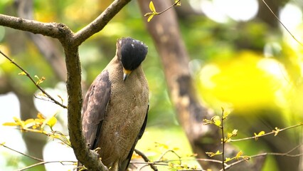 red billed hornbill