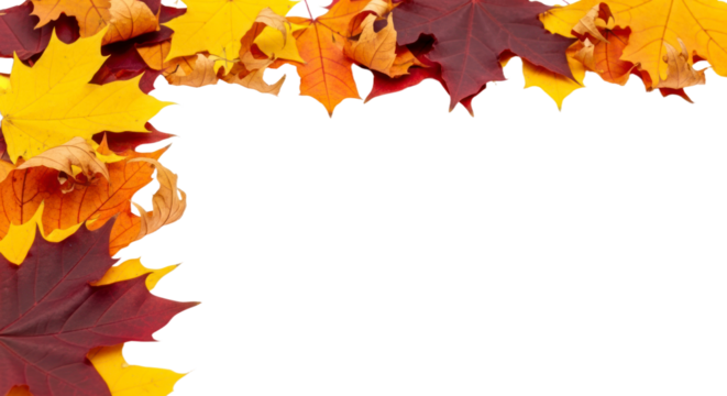 Vibrant Autumn Maple Leaves Border Design with Yellow, , and Red Foliage, Perfect for Fall Season Decorations and Backgrounds. isolated on transparent background, png background