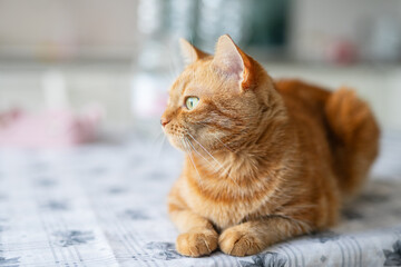 Orange Tabby Cat Near Window in Cozy Home
