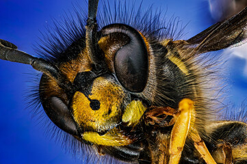 The face of a German wasp
