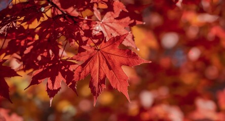 Fototapeta premium Vibrant red maple leaf glowing in the autumn sunlight with a beautifully blurred background of fall foliage