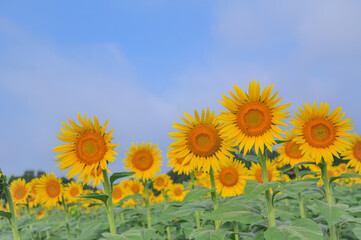 夏の風景とひまわり畑