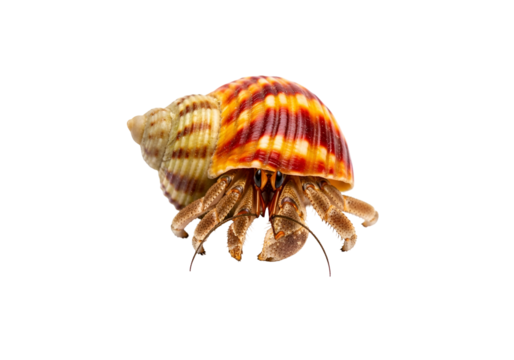 Close-up of a vibrant hermit crab, showcasing its colorful shell and intricate details against a pure black background.