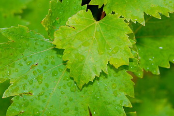 Close-up of grapevine leaves (Vitis vinifera, Weinrebe) showing natural detail.