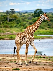 Obraz premium Giraffe walking gracefully near water african savannah wildlife photography natural habitat side view animal behavior