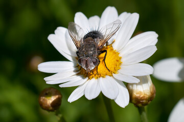 Pseudogonia fasciata - Raupenfliege (Tachinidae) auf einer Margerite (Leucanthemum) - Santa Lucia de Tirajana, Gran Canaria, Kanarische Inseln